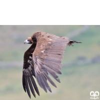 گونه کرکس سیاه Eurasian Black Vulture